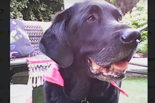 Guide dog Helena's owner has told how a row over poo in a taxi tainted her last moments with the dying animal. Pictured is Helena the guide dog. Picture: Frances Newton-Marshall