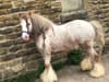 Sheffield horse theft: Mum offering £10,000 reward for return of stolen stallion Sheffield Boy