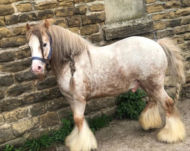 A Sheffield mum is offering a £10,000 reward for the return of her prize horse after it was allegedly stolen. (Photo courtesy of Stacey Gill)