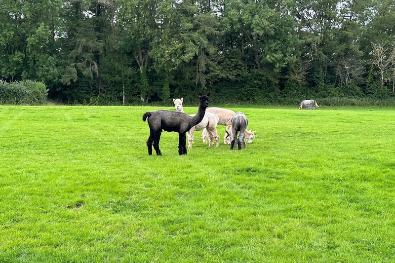 After turning right at the end of the field and going over the River Yeo, take a left through a gate into another field where there are horses and llamas.