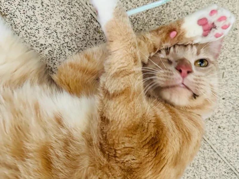 Lenny is approximately four years old and was abandoned by his previous family. He is looking for his new forever home and can live with children.
