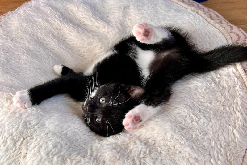 Two-month-old Mildred is a bundle of energy and joy who likes to strike a pose while running the household, before eventually taking a nap - preferably on someone's lap.