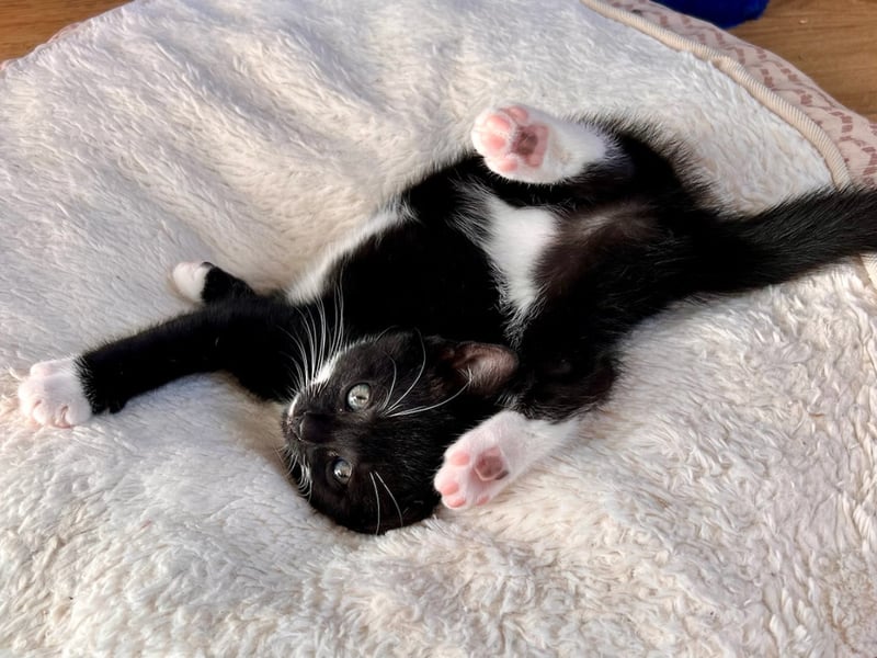Two-month-old Mildred is a bundle of energy and joy who likes to strike a pose while running the household, before eventually taking a nap - preferably on someone's lap.