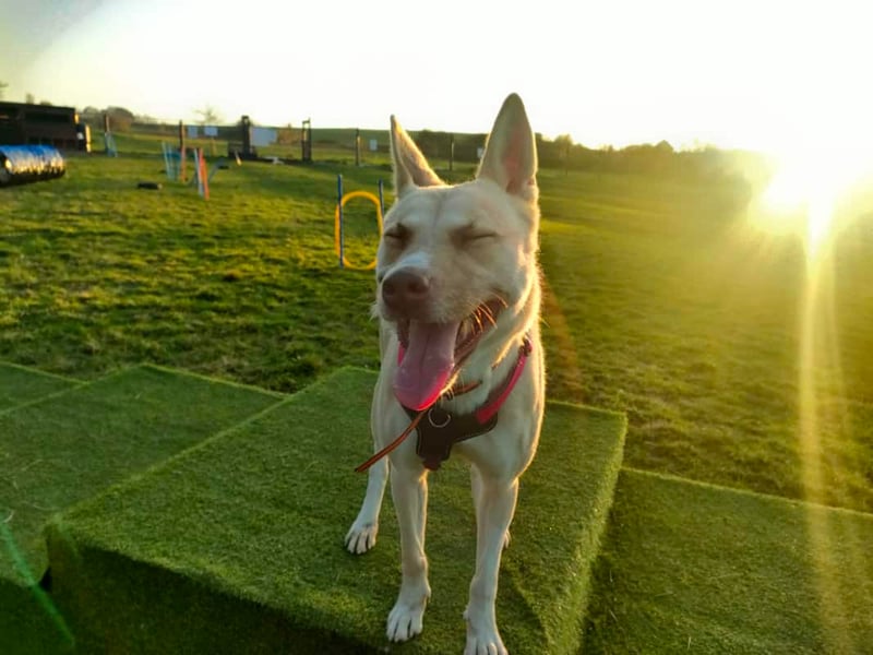 Four-year-old Taz is a GSD x Akita who came to the centre last year after a family could no longer adopt her. She went through lots of training and was adopted again but this did not work out for her. Now, she is ready to find her forever family. She would love to be walked in quiet areas and would suit a family that is happy to help her continue her training around other.