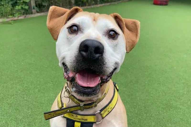Captain is a loving and affectionate dog with his friends but can be a little bit worried by new people, so having space to separate him from visitors is ideal .He is a firm favourite with staff and will make a great companion in the right home.