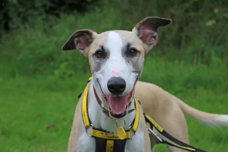 Thor is a big friendly boy who is a sweetheart. The two year old Lurcher had a glowing report from his previous home and is fully housetrained. He loves a cuddle and his favourite treats are chicken and fish. 