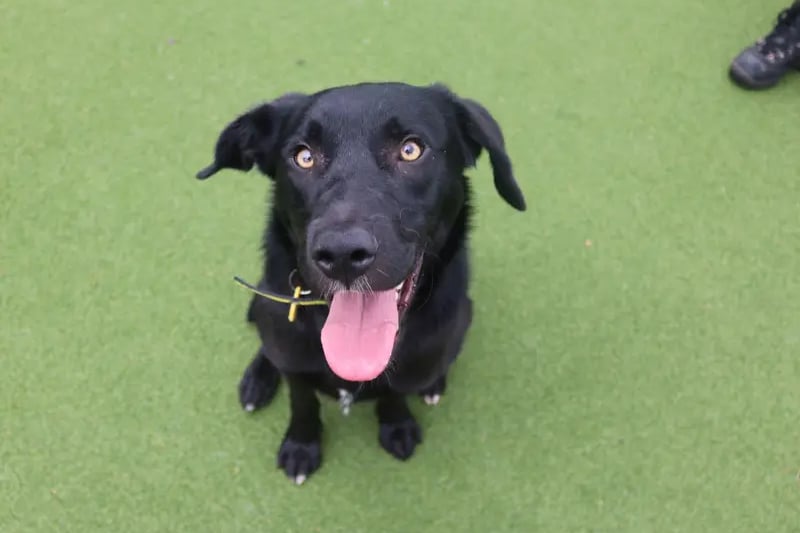 Rambo is a gorgeous young Labrador cross who hasn’t had much experience living in a home. Rambo would make a great addition to any home but will need some time to settle in. 