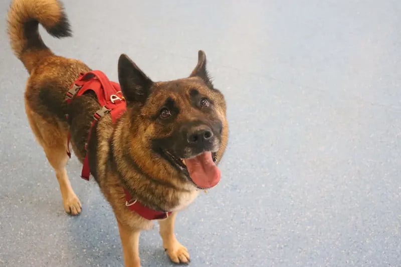 Lovely Luna is a 4 year old German Shepherd cross who would like a home where she can continue her basic training. She is a gentle giant that would be suited to an active home. 