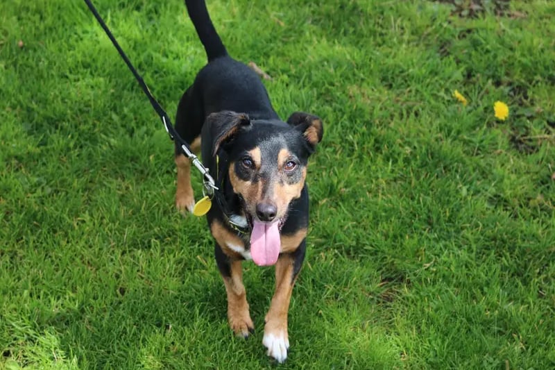Sweet little 12 year old Jack came into the care of Dogs Trust through no fault of his own. He is looking for a quiet retirement home with a family who are happy to be hands off with him, especially whilst he is settling in. 