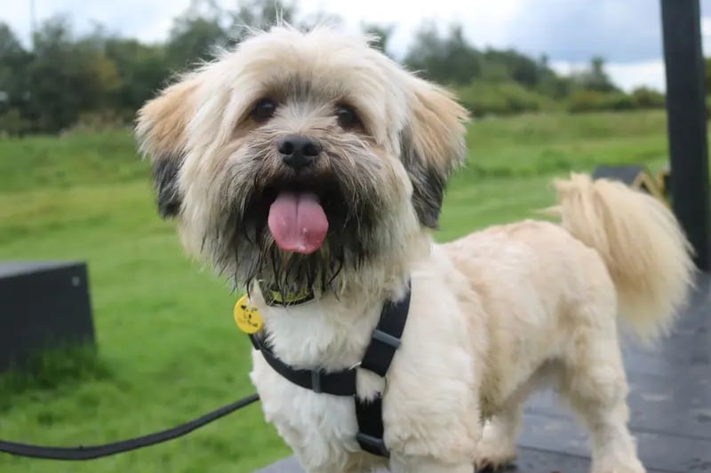 Ozzy is a very cute 7 year old Lhasa Apso who is looking for a quiet home where he would like his own garden that has direct access to his home to give him a play to bound around carefree in, as he will need to be kept on lead whilst out in public. 