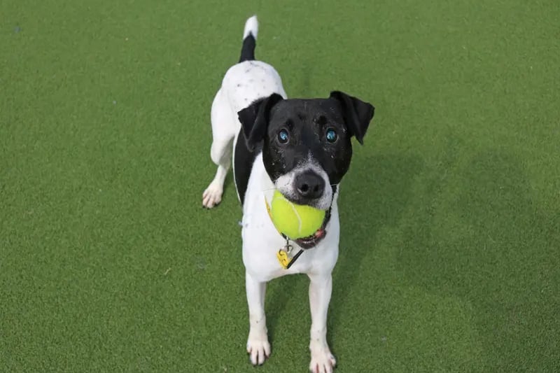 Junior came into the care of Dogs Trust after being found as a stray. He is looking to be the only pet in the home and loves playing with his toys and getting cuddles. 