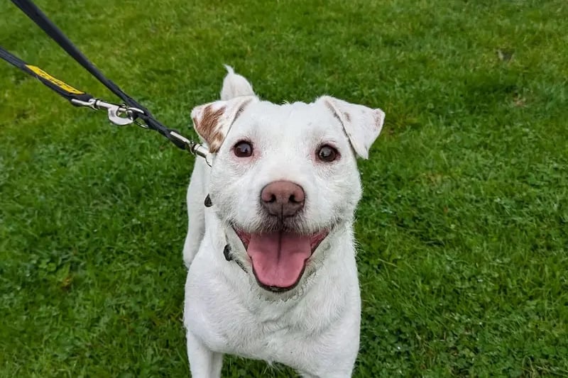 Maggie is an absolute delight who is is looking to have direct access to a garden. She is known to be quite the escape artist, so the garden will need to be Houdini-proof!