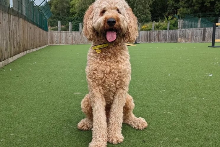 Gizmo is a sensitive 3 year old Irish poodle who can be very worried by new people and some dogs. His perfect owner would be someone who could help him work on his socialisation skills and be with him majority of the time. 