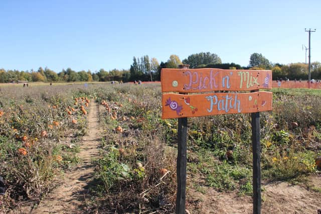 Gulliver's Valley, on Mansfield Road, in Rother Valley, is getting ready to host its first pumpkin patch attraction.