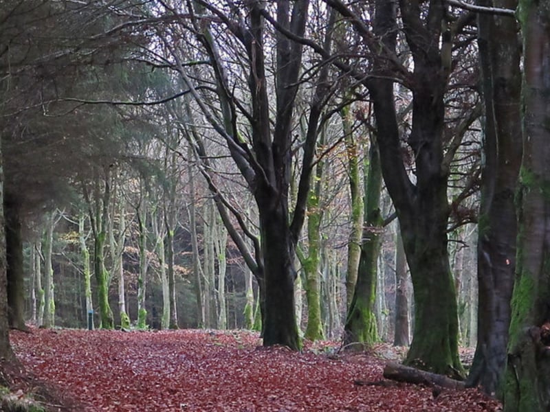 The Fife Walking website tells us: “The forest is centred around the Blairadam House and was a designed landscape in the 1700s. Nowadays it is a commercial forest managed by Forestry and Land Scotland, although the house and estate parkland is still clear of forestry.”