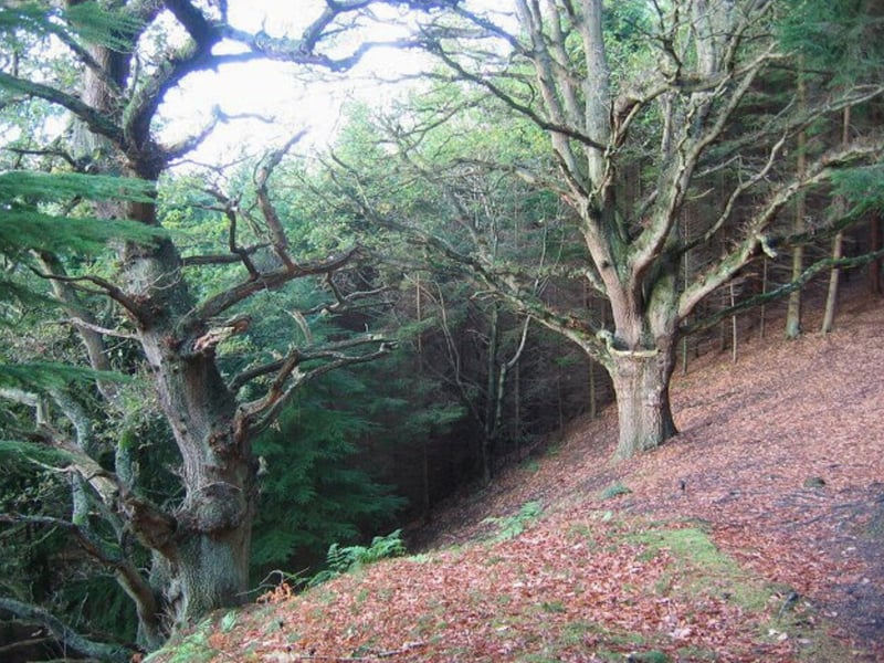 According to Forestry and Land Scotland: “This long-established forest is an attractive mix of conifers and broadleaved woodland. It’s a great place for a walk, and you can get here straight from town along the West Fife Cycle Way.”