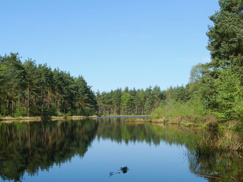This is a Forestry and Land Scotland commercial site to the north/east of Kincardine. Here, you can find the Red Squirrel Trail. According to Forestry and Land Scotland: “The Scots Pine trees of Devilla are a perfect habitat for red squirrels.”