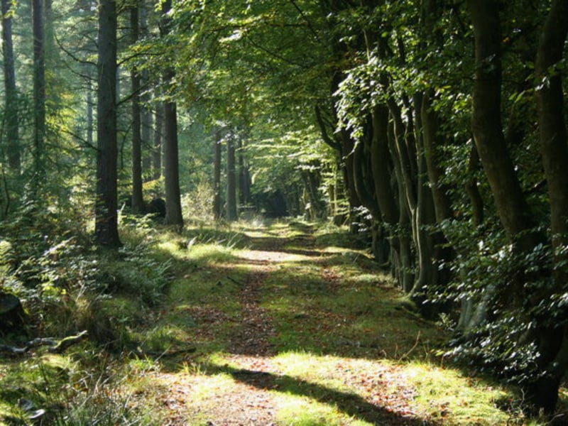 The Woodland Trust describes it as a “woodland comprising of mature Scots pines surrounded by younger spruce trees in this working forest, with scatterings of rowan, birch and willow.” You can drive to Selm Muir from Edinburgh in around 44 minutes.