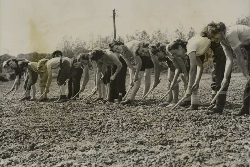 Female office workers from Birmingham work on the lettuce beds at the farm of Messrs JM Stokes in Chadbury, Worcestershire, 7th June 1951. They are combining a holiday on the land with useful agricultural work. (Photo by Maeers/Fox Photos/Hulton Archive/Getty Images)