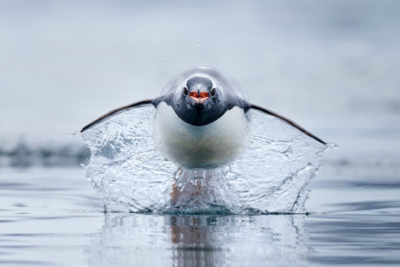 Craig Parry. Ocean Photographer of the Year - A gentoo penguin, the fastest penguin species in the world, charges across the water. 