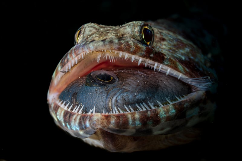 Jack Pokoj. Ocean Photographer of the Year - A lizardfish’s open mouth reveals its last meal.