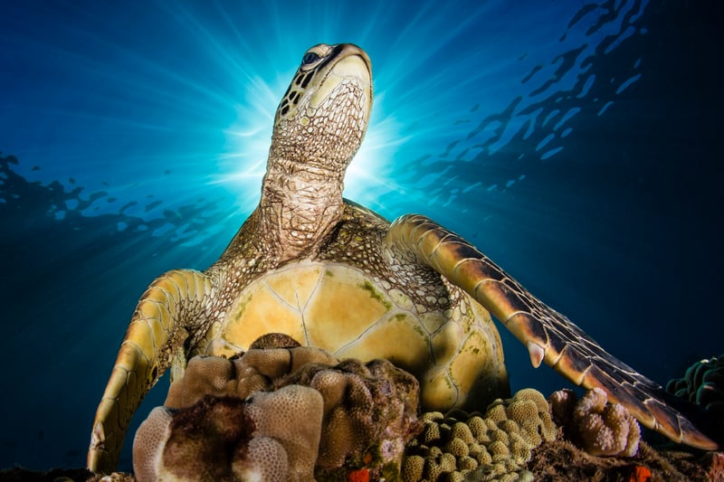 Renee Capozzola. Ocean Photographer of the Year - A green sea turtle briefly poses for an angelic portrait in Maui, Hawaii where sea turtles enjoy strong legal protections.
