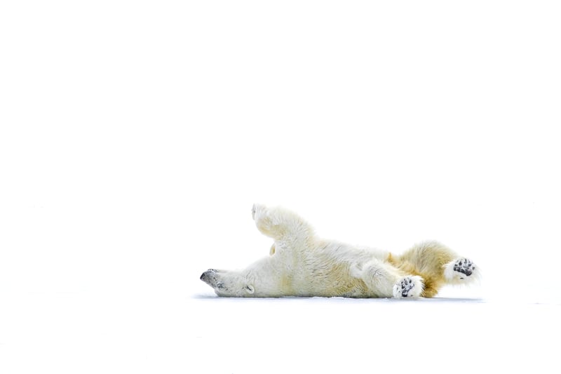 Scott Portelli. Ocean Photographer of the Year - A polar bear rests on sea ice. 