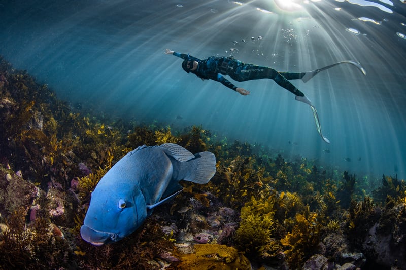 Vanessa Torres Macho. Ocean Photographer of the Year - Off Sydney, a curious blue grouper investigates the photographer. 