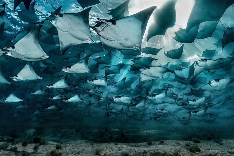 Nicolas Hahn. Ocean Photographer of the Year - A fever of mobula rays swim peacefully in the shallow waters of the Gulf of California. 