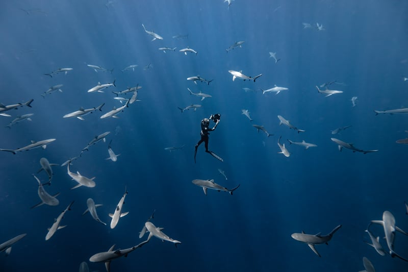 Rachel Moore. Ocean Photographer of the Year - A freediver is surrounded by a shiver of grey reef sharks.