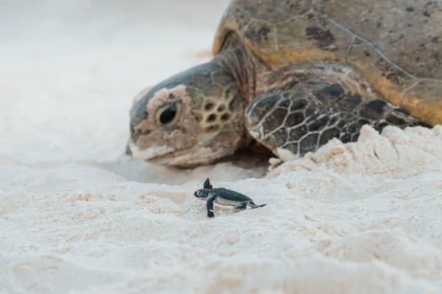 Ross Long. Ocean Photographer of the Year - An endangered green sea turtle hatchling follows the path of an adult turtle after laying her eggs. 