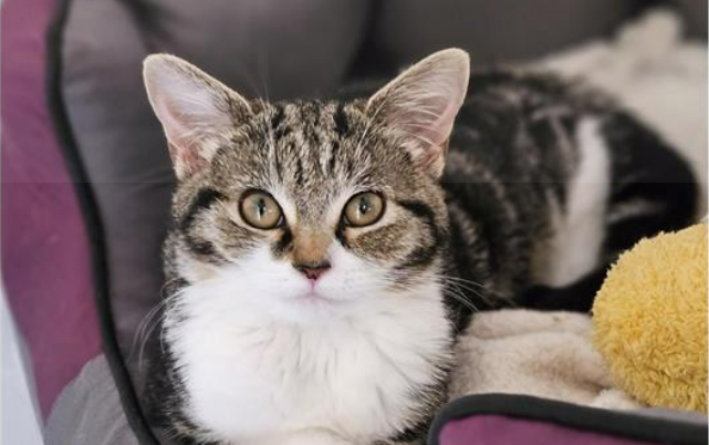 She loves tummy tickles. She is small for her age, but holds her own in play battles.
She is bonded with her mum Vickers, and they spend all day playing and cuddling. As such they need to be homed together. She is four months old. 