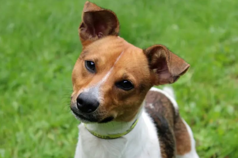 Flute is a Jack Russell Terrier who is looking for a new family after his owner passed away. He is not fully house trained as he is used to having garden access all the time. He can jump four feet so needs a garden with a higher, secure fence.