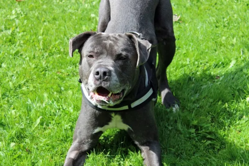 Diesel is a crossbreed who needs to be homed with no other pets or children. Dogs Trust have no history on him so can’t guarantee that he is housetrained.
