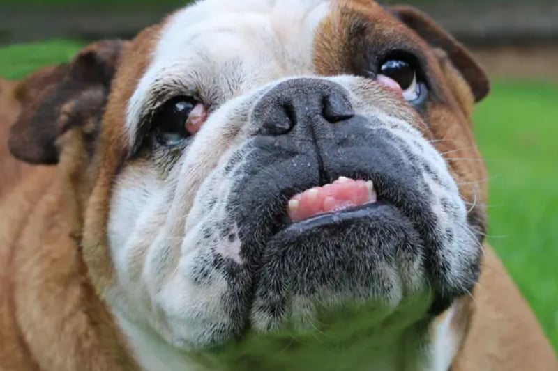 Bella is a Bulldog who is generally calm and settled. She needs a home with no other dogs, though she could potentially live with a cat. She can live with children over the age of ten.