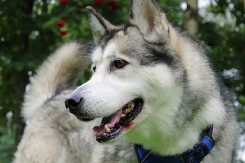 Lily is an Alaskan Malamute who can live with children over the age of 10 but needs to be the only pet as she can be very picky with dogs. She is house trained abut will howl if left for more than a couple of hours or so. Lily has some pain in her hips and will need pain relief for the rest of her life. She is also intolerant to wheat.