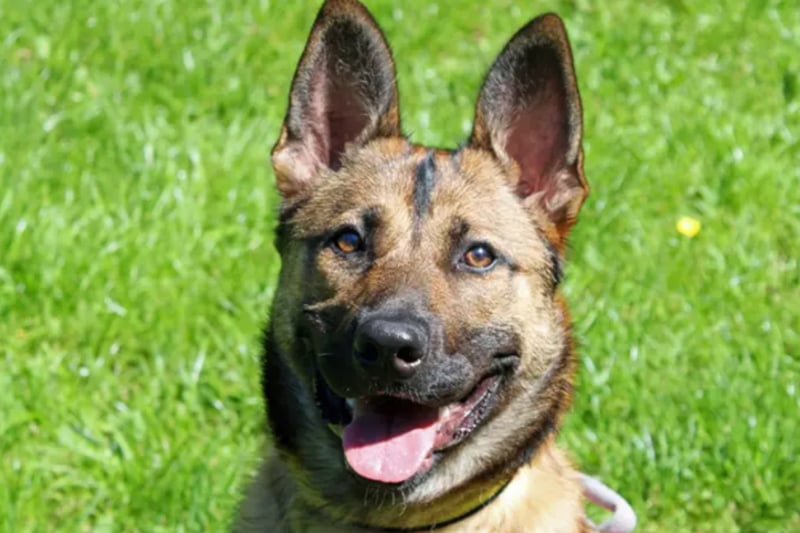 Athena is a German Shepherd puppy in search of a home around Merseyside.  She needs an quiet environment free of other pets and ideally away from neighbouring dogs, but can live with children aged 14 and over. 