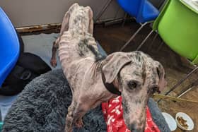 This greyhound/lurcher was found severely neglected and dumped in Barnsley, South Yorkshire. A rescuer said it was "the skinniest dog they had ever seen".