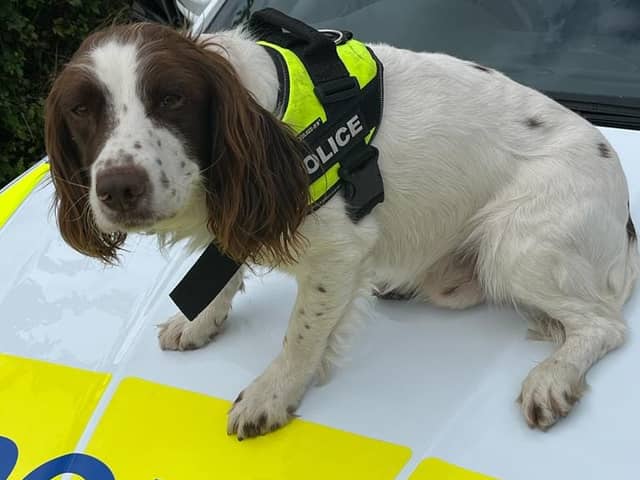 Police dog Taffy sniffed out £11,000 hidden in an old trainer in a police raid in Rotherham
