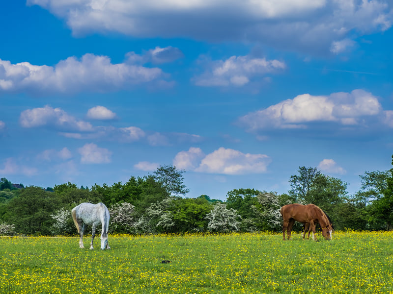 This 450-acre park features woodland, meadows and small ponds — a nice escape within the city. The café here is noted for breakfasts, cakes and a relaxed stop after your walk.