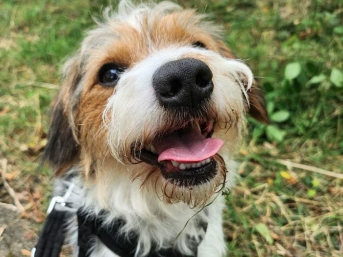 Adorable little Chunk is a small sized terrier cross. He is almost three years old and he is a vocal chap and full of beans. Chunk is small but will need an active home who are keen for some walking adventures and lots of playtime. He could live with dog-savvy children aged 10+. A secure private garden is essential. Photo: Thornberry Animal Sanctuary