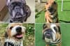 Sheffield rescue dogs: These 13 adorable pups are looking for some luck in finding a new loving home