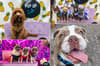 Pup Up Cafe: Sheffield Revolución de Cuba to host fun dog socialisation event for all breeds