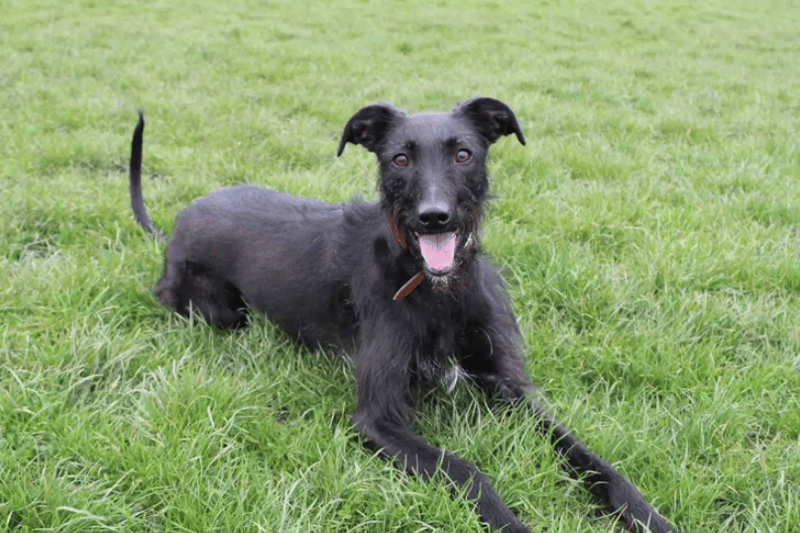 Maggie is such a lovely young lady but a bit of a worrier who can be shy with new faces and timid in new situations. Once she builds up a relationship with people she has a bouncy, cheeky side as you would expect from a young lurcher. She loves a fuss once she has made friends. The training team can’t wait to show her off to prospective owners and hope that she will catch someone’s eye with her beautiful looks. (Credit: Dogs Trust)