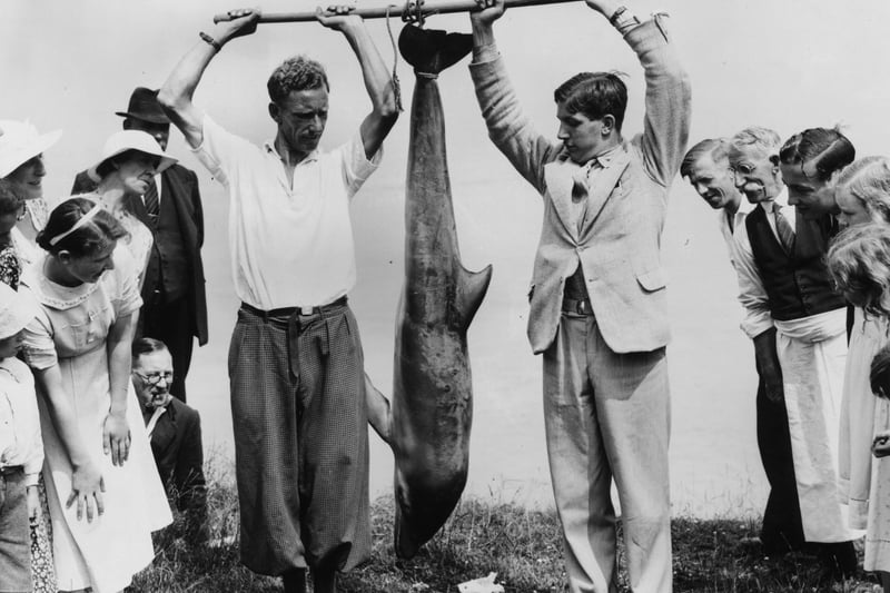  A porpoise caught off the coast of Portishead draws a crowd of onlookers in 1936.