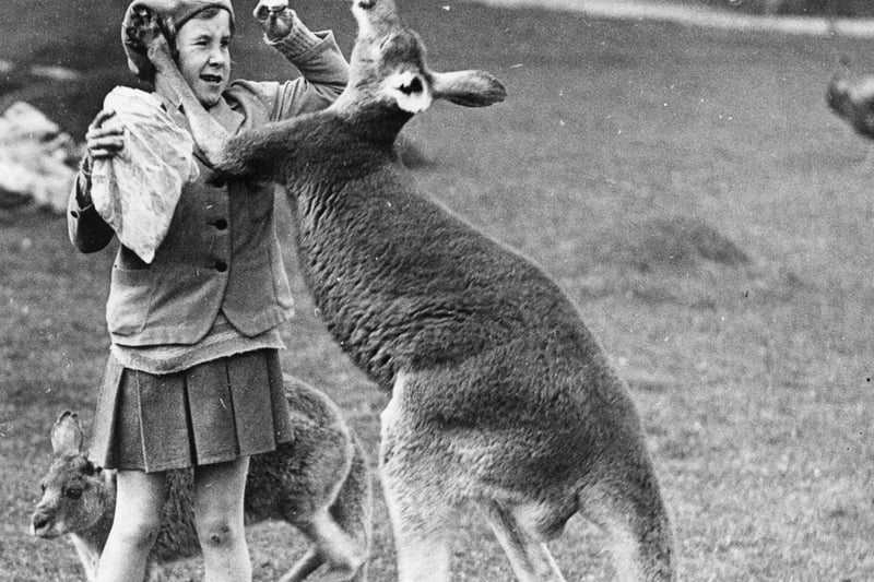 One visitor getting close up and personal with one of the kangaroos at the Bristol Zoo in 1933