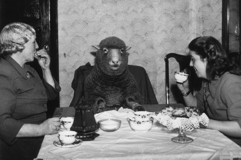 Farmer Mrs Maud Lee and her daughter Pat enjoy elevenses at their farmhouse in Keynsham with their pet lamb Betty in 1949