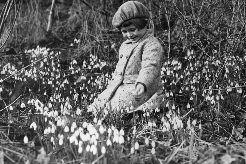 A visitor to Blaise Castle Woods marvels at the first snowdrops of spring in 1936