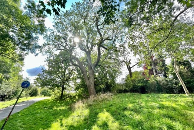 Four ancient ash trees dominate part of Redland Green, the oldest is thought to be 300-400 years old. 
