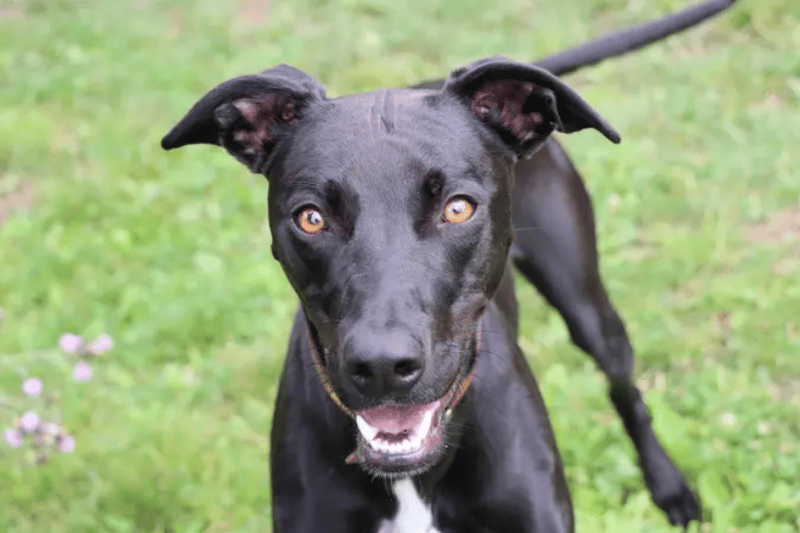  Bailey is a very sweet, two-year-old girl who is energetic and loves splashing around in the paddling pool. She is playful, loving and affectionate